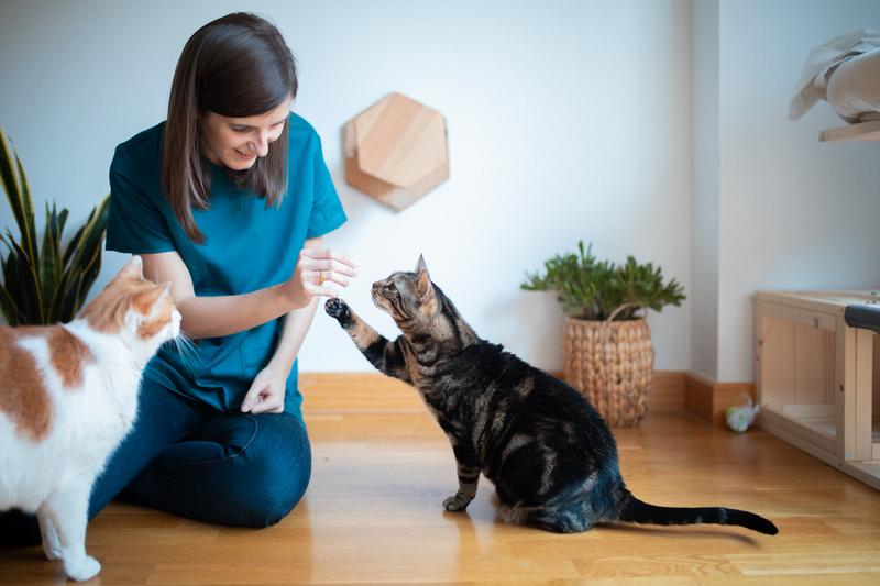 Cabecera: Gatos recibiendo atención veterinaria en su casa a domicilio